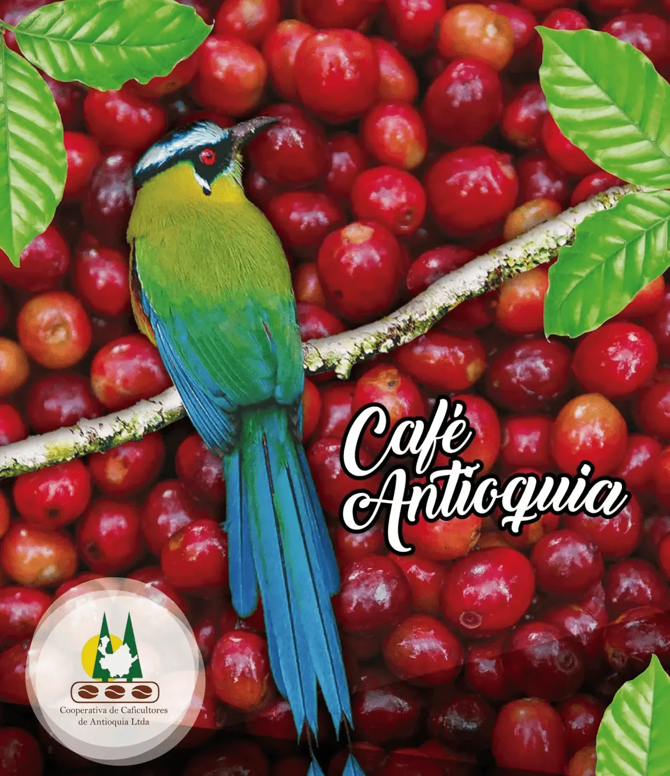 CAFÉ ANTIOQUIA 2500gms - Imagen 2